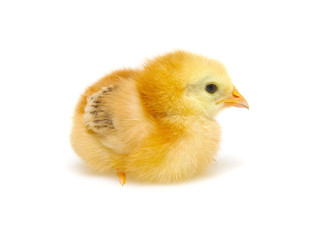  little newborn chickens isolated on white background