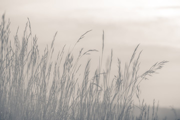 Foggy autumn landscape, nature background concept, soft focus, warm pastel tones.