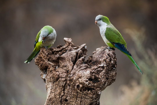 Parakeet,feeding on wild fruits, La Pampa, Patagonia, Argentina