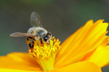 Image of bee or honeybee on yellow flower collects nectar. Golden honeybee on flower pollen. Insect. Animal