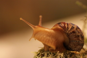 snail on leaf