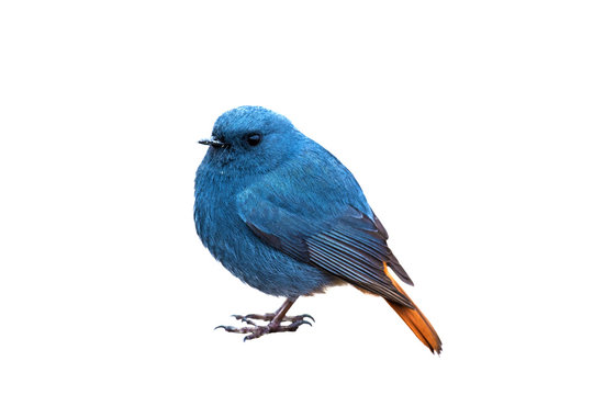 Plumbeous water redstart isolated on white background