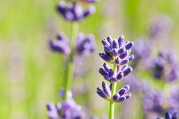 Lavender angustifolia, lavandula blossom in herb garden in morning sunlight