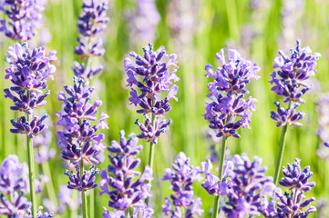 Lavender angustifolia, lavandula blossom in herb garden in morning sunlight