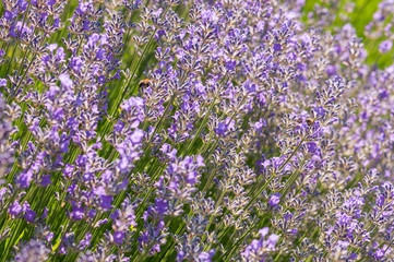 Fototapeta premium Lavender angustifolia, lavandula blossom in herb garden in morning sunlight