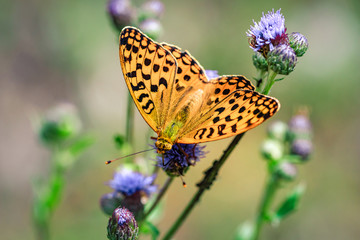Orange colored butterfly on a purple wildflower