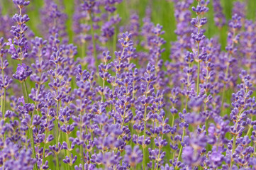 Obraz premium Lavender angustifolia, lavandula blossom in herb garden in morning sunlight