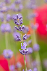 Obraz premium Lavender angustifolia, lavandula blossom in herb garden