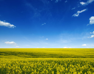 Obraz premium golden field of flowering rapeseed