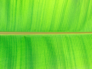 Green leaves background. Leaf texture