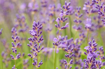 Lavender angustifolia, lavandula blossom in herb garden in morning sunlight