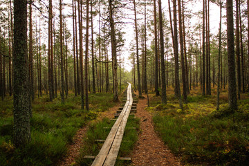 path in forest