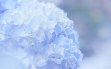 Fototapeta na wymiar Hydrangea flowers close up