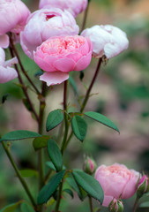 Pink roses on the bush, macro, rose garden