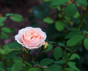 Pink roses on the bush, macro, rose garden