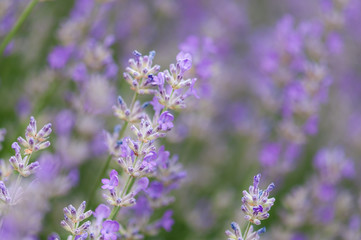 Fototapeta premium Lavender angustifolia, lavandula blossom in herb garden in morning sunlight