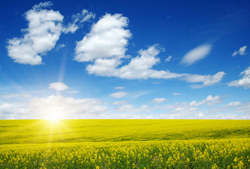 golden field of flowering rapeseed
