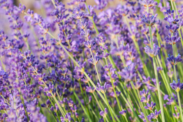 Lavender angustifolia, lavandula blossom in herb garden in morning sunlight