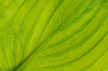 Texture of a green leaf as background