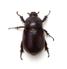 Beetle isolated on white