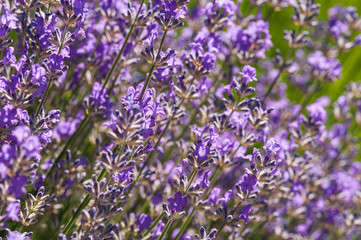 Lavender angustifolia, lavandula blossom in herb garden in morning sunlight