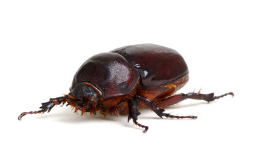 Beetle isolated on white