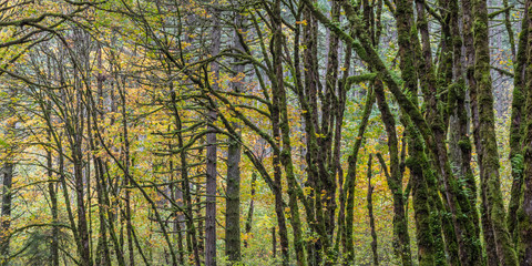 Fall leaves, green moss and ferns in estern Oregon.