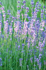 Obraz premium Lavender angustifolia, lavandula blossom in herb garden in morning sunlight