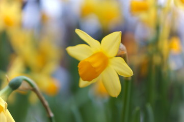 Obraz premium Narcissus yellow flower