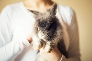 Smoky (grey) rabbit in hand