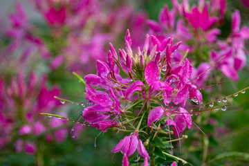 pink flowering plant