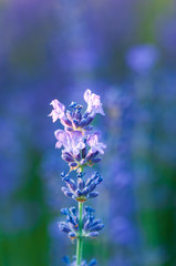 Artistic Lavender angustifolia, lavandula blossom in herb garden in evening sunlight, sunset