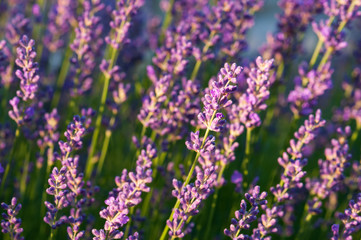 Lavender angustifolia, lavandula blossom in herb garden in evening sunlight, sunset