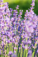 Obraz premium Lavender angustifolia, lavandula blossom in herb garden in morning sunlight