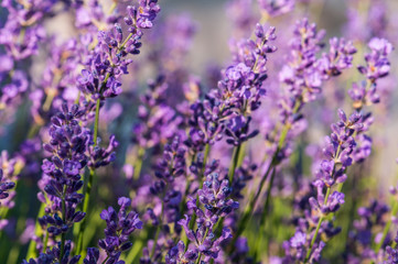 Obraz premium Lavender angustifolia, lavandula blossom in herb garden in morning sunlight