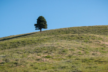 one tree on hill 