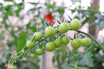 Young Fruit tomato