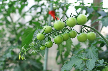 Young Fruit tomato