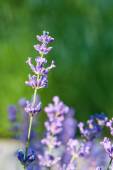 Lavender angustifolia, lavandula blossom in herb garden in morning sunlight