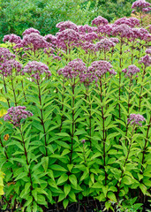 A thick stand of Joe Pye weed, a wildflower native to Canada and the United States. - 251347343