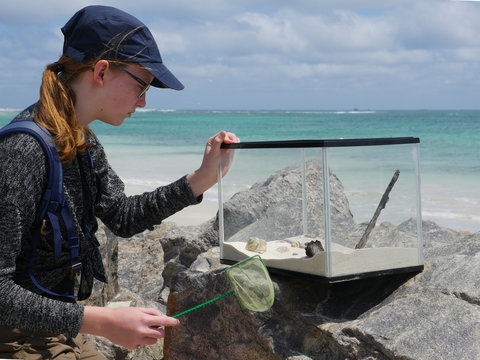 Young Marine Researcher At The Beach With Terrarium, Net, Rocks, Sea, Clouds