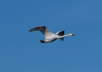 swan flying close in the blue sky