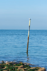 Fototapeta premium BASSIN D'ARCACHON (France), mouette