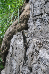 Lizard on the rock, Manali, India.