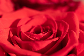 Red rose macro