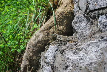 Lizard on the rock, Manali, India.