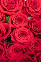 Red roses texture