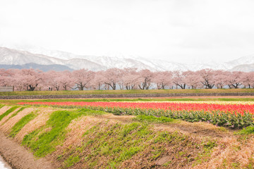 Tulips and cherry blossom trees or sakura  with the  Japanese Alps mountain range in the background , the town of Asahi in Toyama Prefecture  Japan.