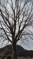 look up at a big tree