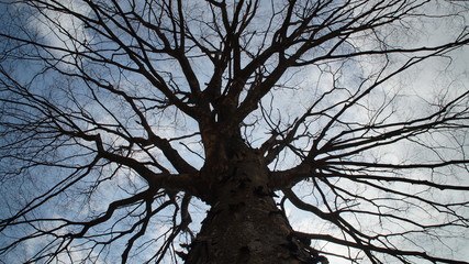 look up at a big tree